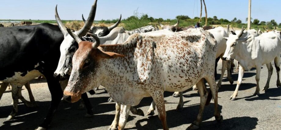 Poor rains raise fears of farmer-herder clashes in East Darfur