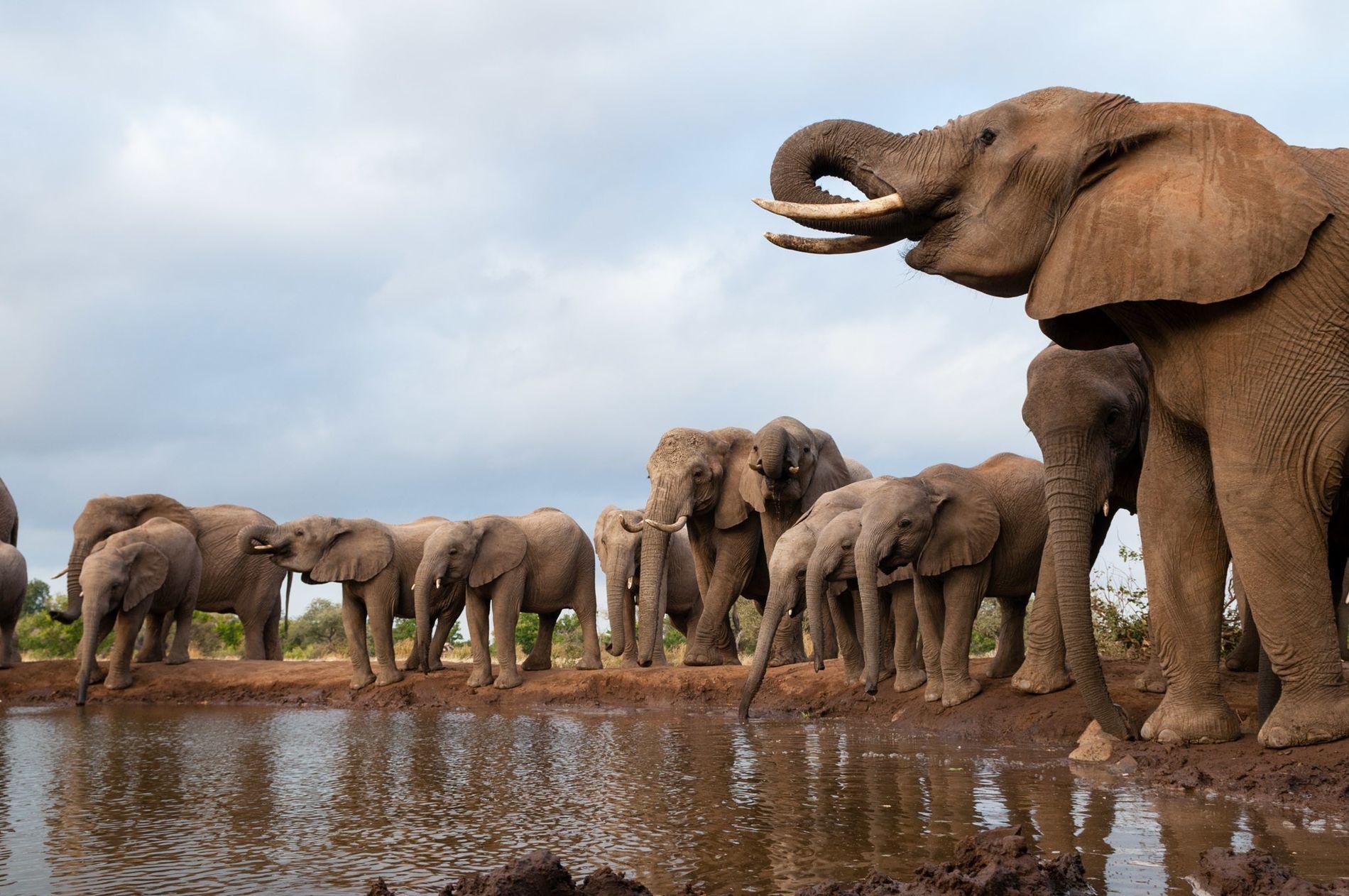 Botswana authorises killing of 23 elephants for independence festivities