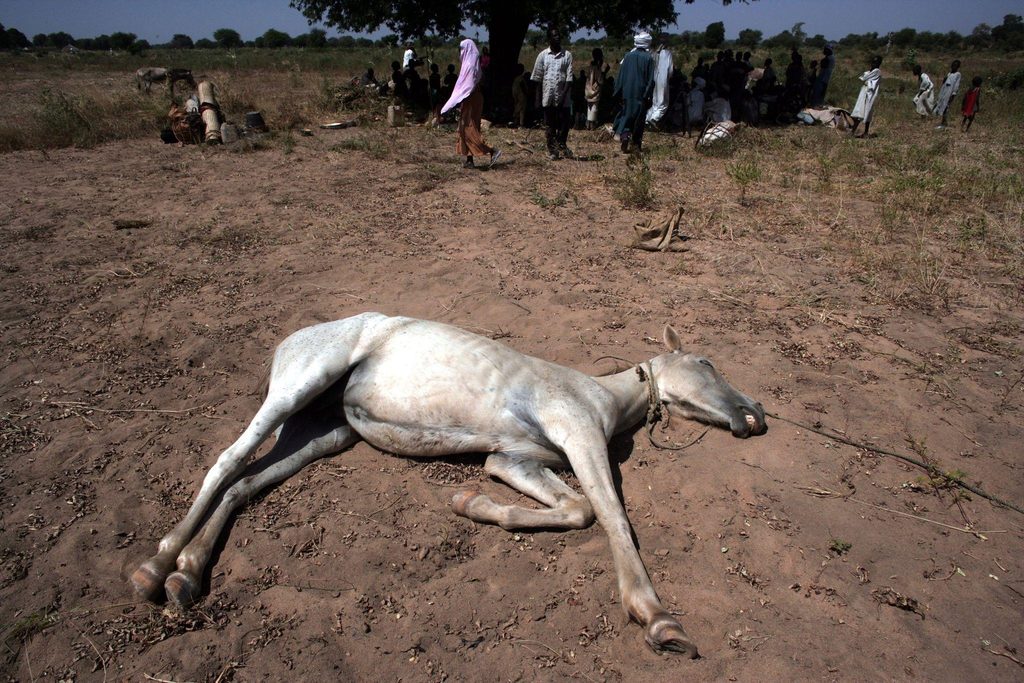 Did SAF chemical attacks kill 12,000 animals in Darfur?