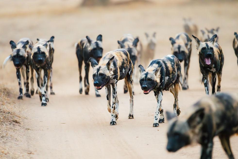 African wild dogs travel over 4,000 km in search of mates