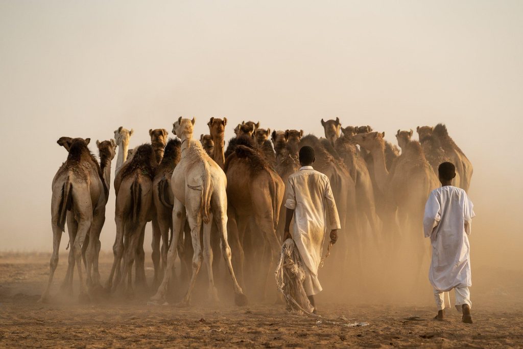 RSF accused of stealing 70 camels in West Kordofan