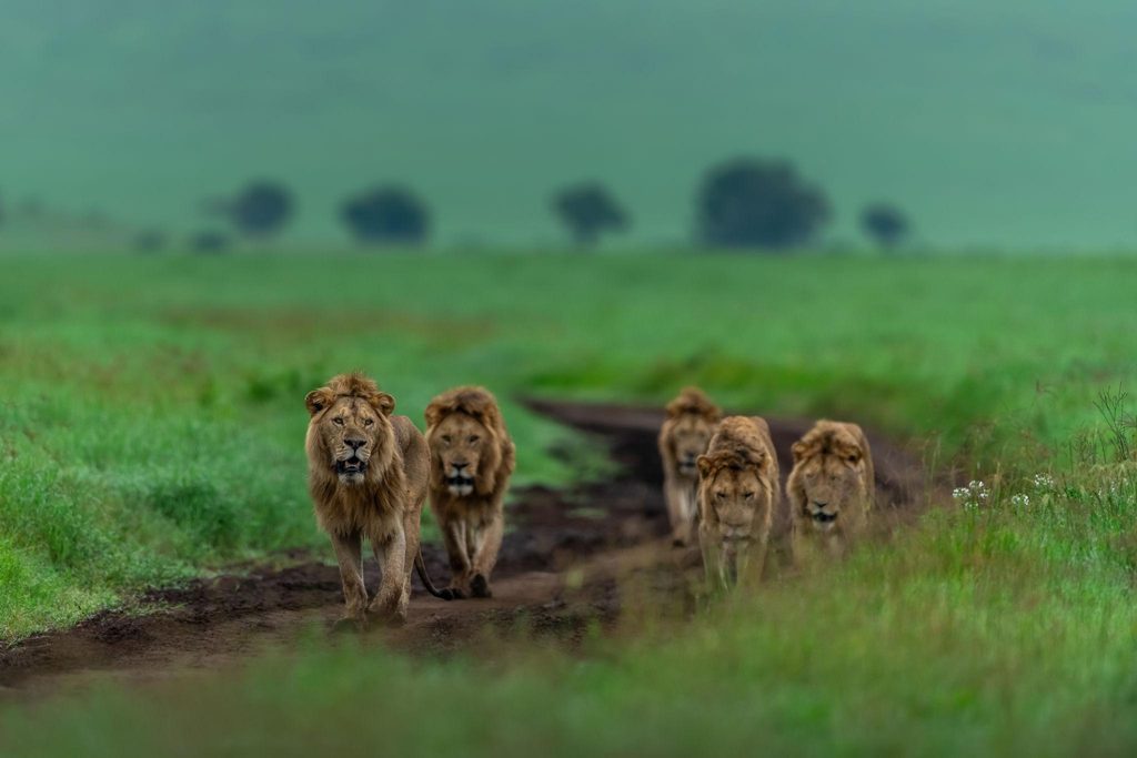 Ten lions found dead in suspected poisoning at Tanzania reserve