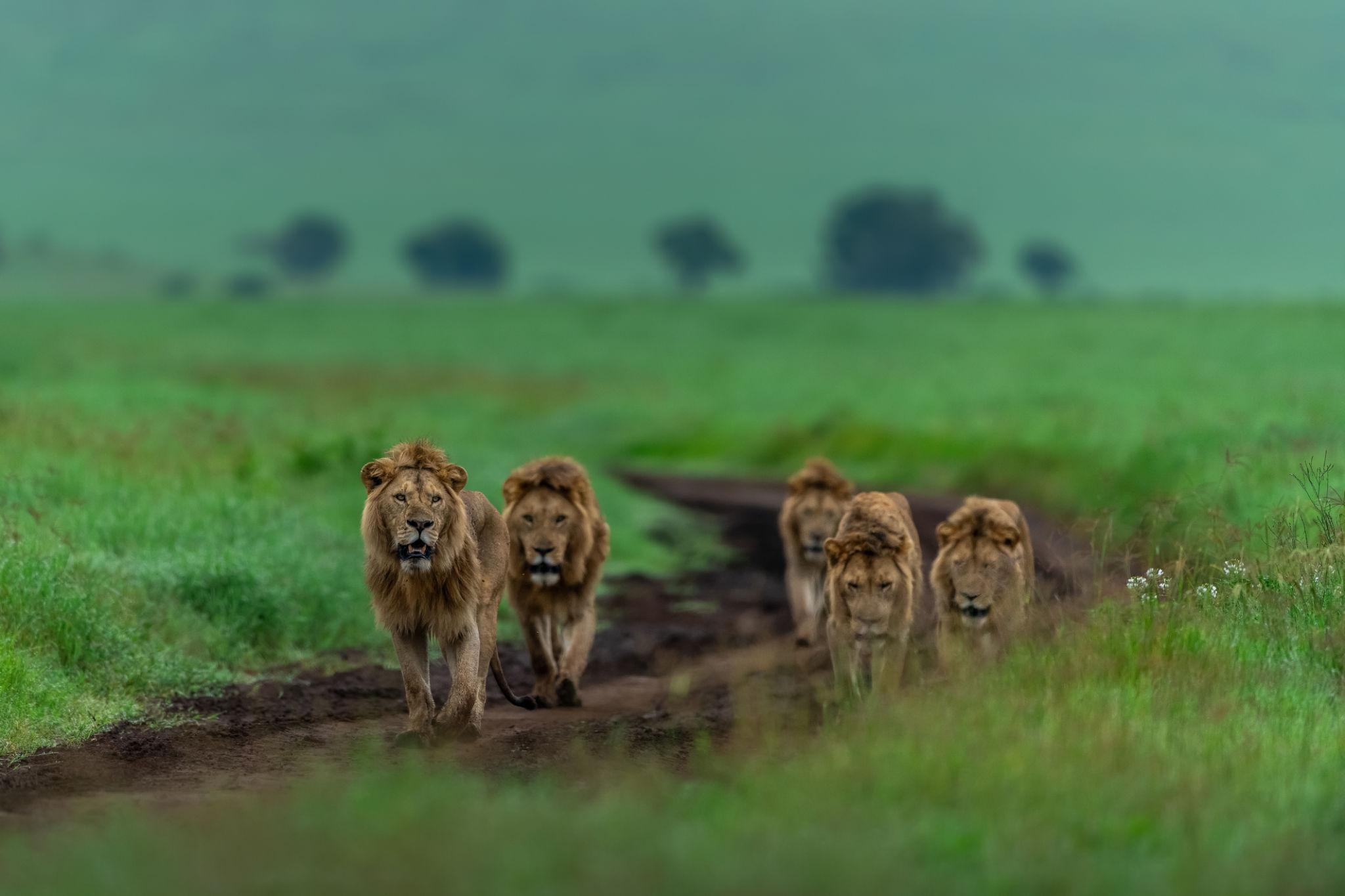 Ten lions found dead in suspected poisoning at Tanzania reserve