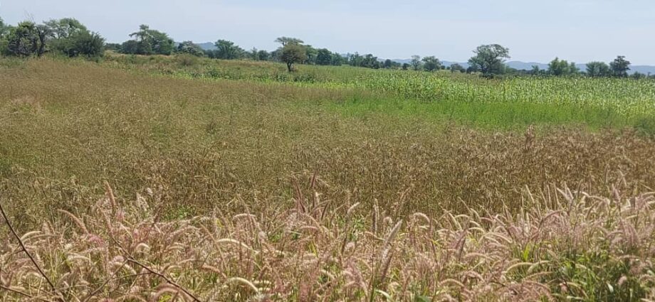 North Darfur farmers plead for protection as herders threaten crops