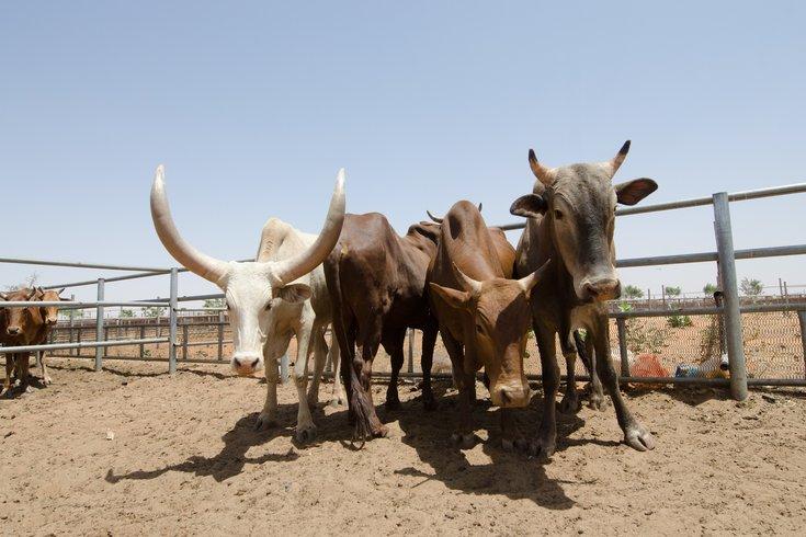 Four livestock traders killed in South Kordofan robbery
