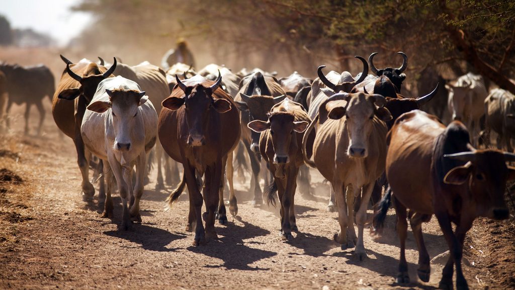 Thousands of cattle stranded at Sudan-CAR border