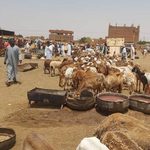 RSF says Sudan army strike kills 30 at Nyala livestock market