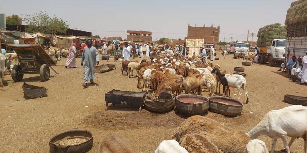 RSF says Sudan army strike kills 30 at Nyala livestock market